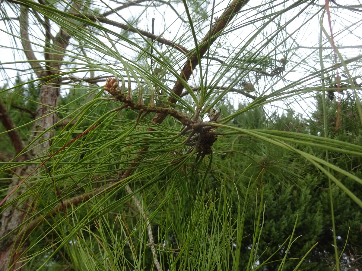 Pinus taeda (Pinaceae)